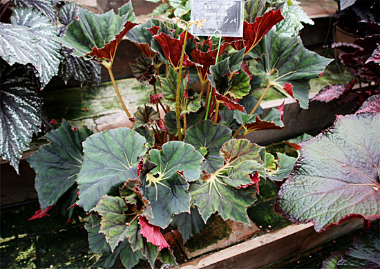 B. ‘Emper Nova’